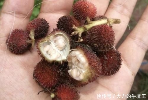 「地面」在山沟里,1种野果像“杨梅”,果子却在地面生长,珍贵、别去踩