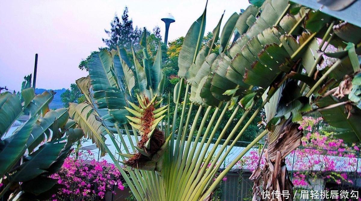 茫茫非洲大沙漠中的“人类救星”,不长果实,却养活着1500万人