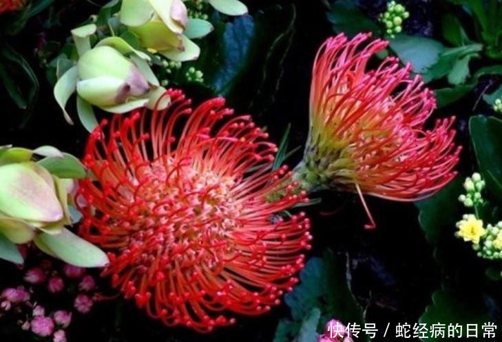 「风轮」针垫花共同繁荣,风轮花无限祝福