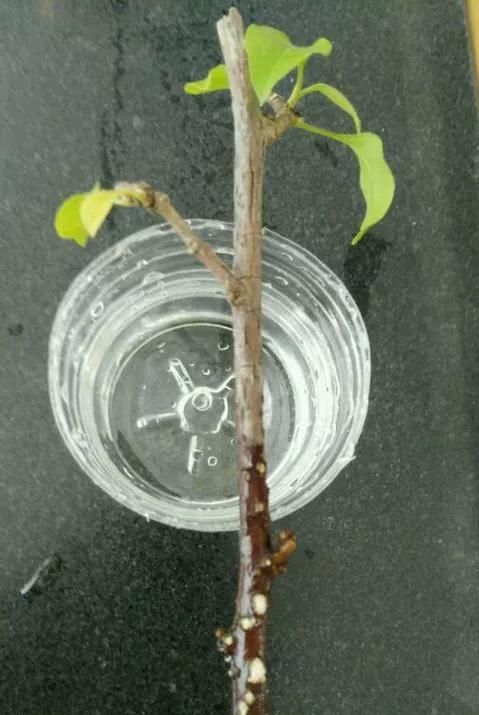 花钱买■“4种花”不用花钱买,折根枝条放水中,半个月生根,好养活的很