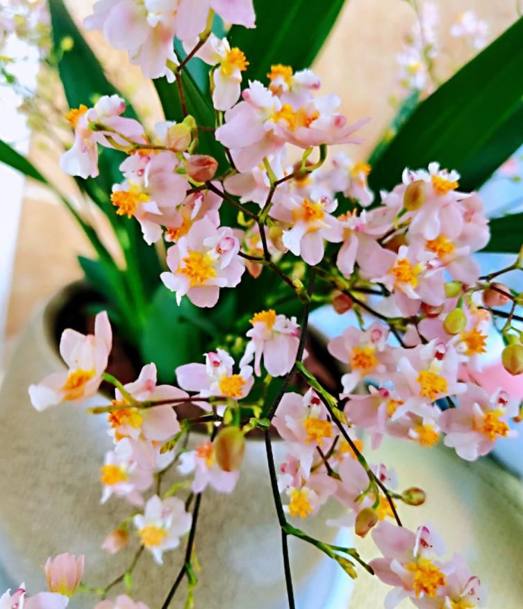 「香水」今年最火的兰花,一棵就能香满屋,比香水好闻多了!