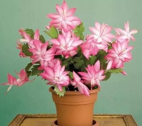 『开花』不会养花?这5种受欢迎的花卉,好养易爆盆,阳台轻松变“花海”