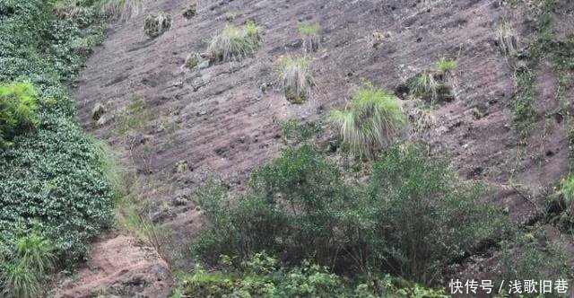 中国有一棵国宝级树，树叶比黄金还珍贵，投保1亿每年只产几两