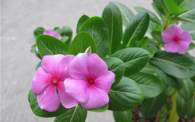  「开花」阳台养花就养盆“开花机器”，开花量大很好养，养出花园很简单