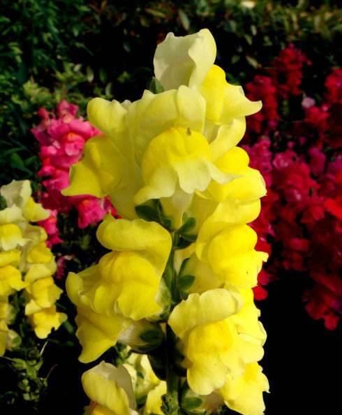  「常用」此花开花形状像金鱼，花朵艳丽，是点缀室内的常用花