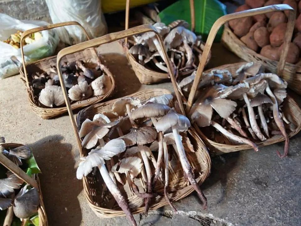  [共生]它与白蚁共生，采摘期仅15天，野生的不多见了，至今不能