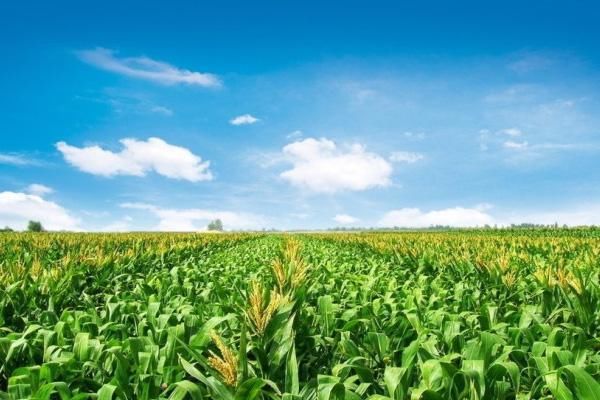 玉米期现货市场再现“冰火两重天”