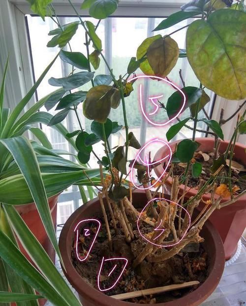  [枯萎]封闭阳台养护的茉莉花掉叶枯萎怎么办？老花匠只需一招，快速爆盆