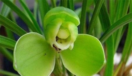  『绿色』兰花开出绿色花？这个品种浇对水，花一开满屋飘香！