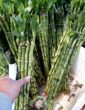  『吸附甲醛』别傻傻的买绿萝！这两种植物才是真正的“吸甲醛高手”