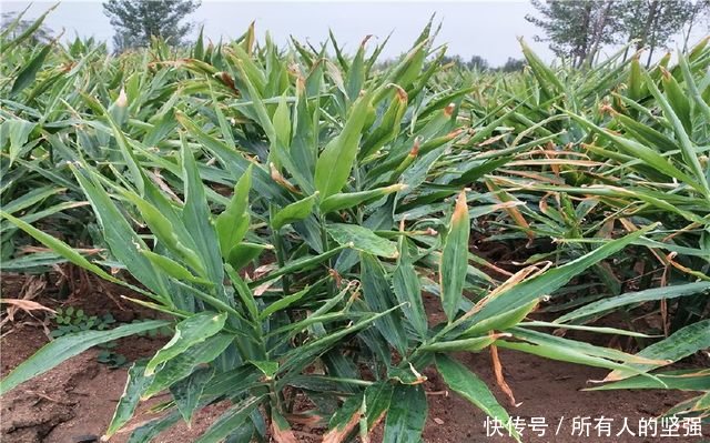 多功能的庄稼，今年种植的都发家了，每亩地收入15000元