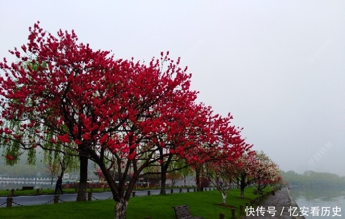  『诱鱼』有效钓鲫鱼的3个办法，做窝补窝和调钓，和应对技巧