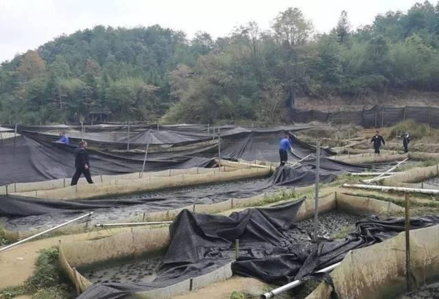  养殖场：曾经每亩躺赚10万，如今养多少亏多少，养殖户：明年还有戏吗？