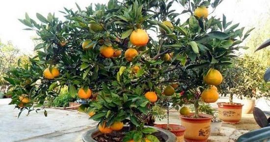  「果实」橘子盆景黄叶惹人烦，简单三步，果实成框长叶片绿油油！