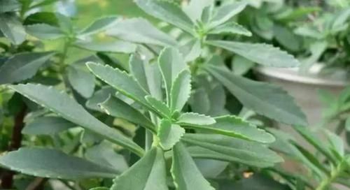  「野菜」这种菜全国适种，零下30度也能活，市面上走货少、比较