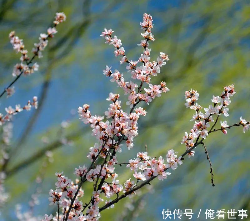  『青海』真美！青海这些地方春天已经来了，看看有你的家乡吗