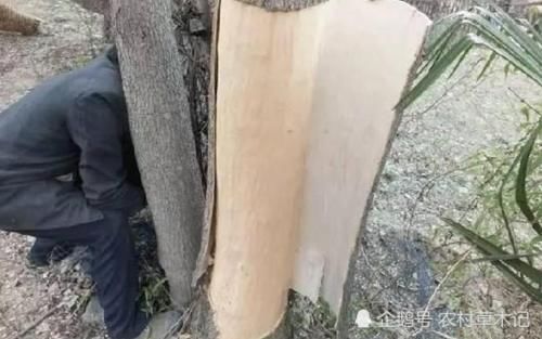  「树皮」此树若出现您家乡，请保护好，谨防采摘树皮，因为太珍
