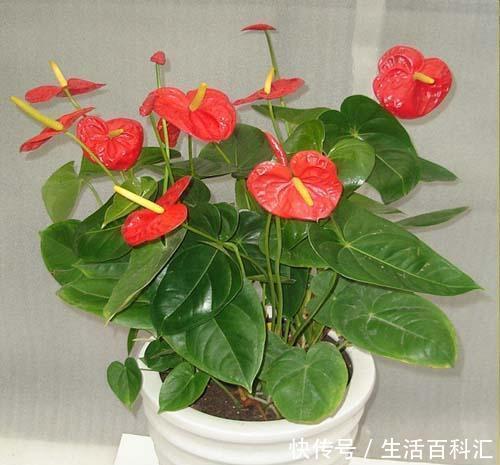 适合:有一种花卉,花开艳丽,花期长,开花量繁多,适合在室内盆栽养护