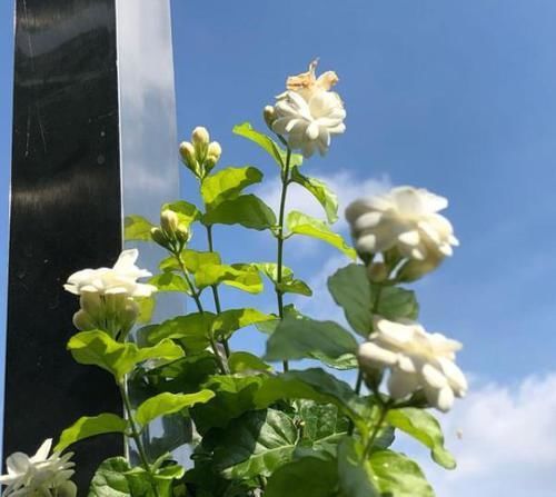  光照：4 种花喜欢“晒太阳”，光照越足，开花越多，缺光环境养不好！
