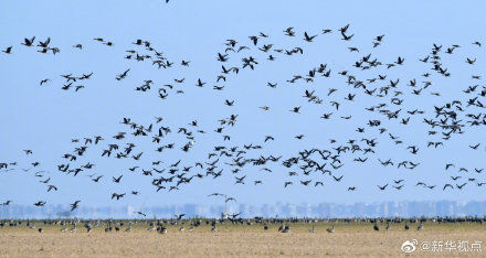 壮观!大批候鸟飞抵鄱阳湖越冬