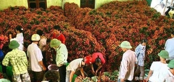 泰国大量水果囤积腐烂,只因水果摊上的中文标语,中国游客:你们