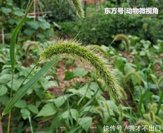  狗尾巴草|农村田地里害草，农民们将它当柴烧，其实能入药，晒干