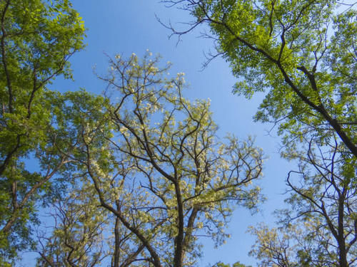 农村这种树浑身是宝，一斤花朵20块，种子酿酒是一绝却无人问津