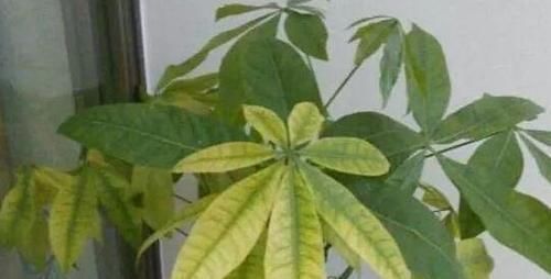  【要及时】生活中这几种水,最好不要浇花,浇1盆死1盆,千万注意不能忽视