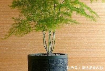 『光照』文竹不长新枝怎么办