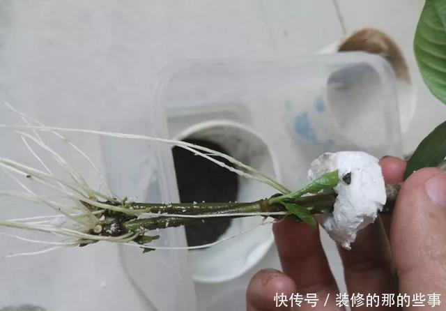  『执着的花盲』养花技巧：这5种花现在扦插，下个月就开花，千万别错过时机！