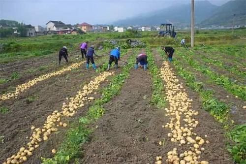  #种植#种植风险低，亩产4000斤，一斤2元钱，能当饭吃又能赚钱