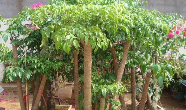  『家里』在家里养殖幸福树，要常为它修剪，详解幸福树的修剪方法