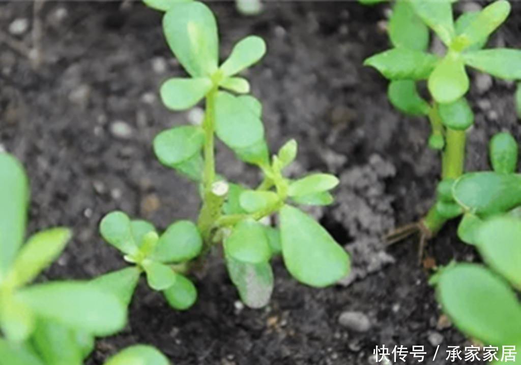 『路边』一种乡村路边常见的野菜,抗菌还能预防虫子叮咬,阳台也可盆栽