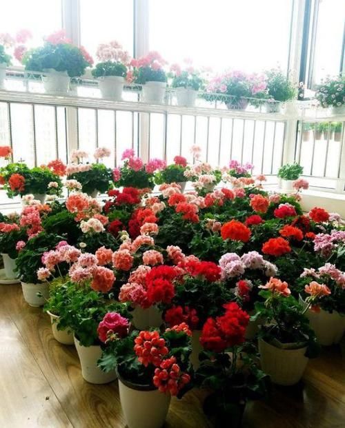 『艳丽』阳台养这几朵花，花开不断，花色艳丽，花开枝繁叶茂，美