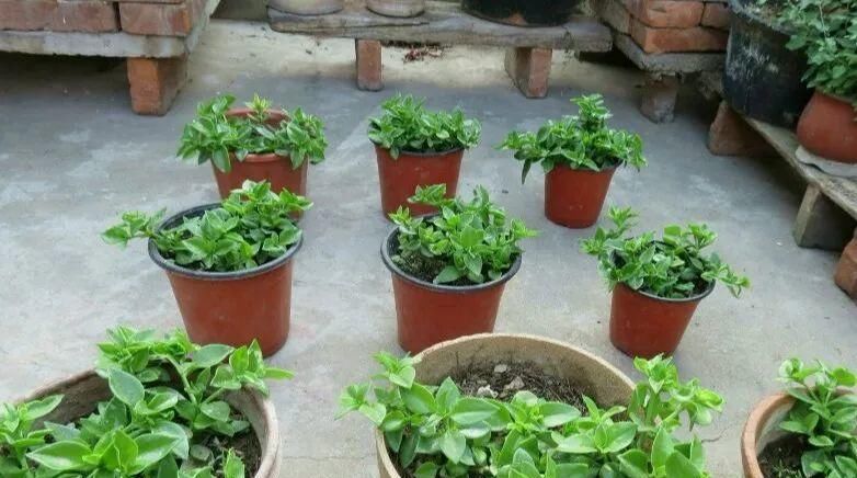 【慎养】这花要慎养,每年砍掉3麻袋,照样蹭蹭长!