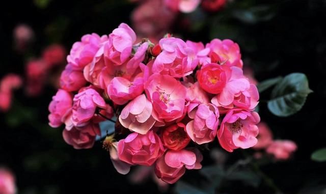  【朱顶红】阳台种上5种花，花开不断，一年四季有花赏！