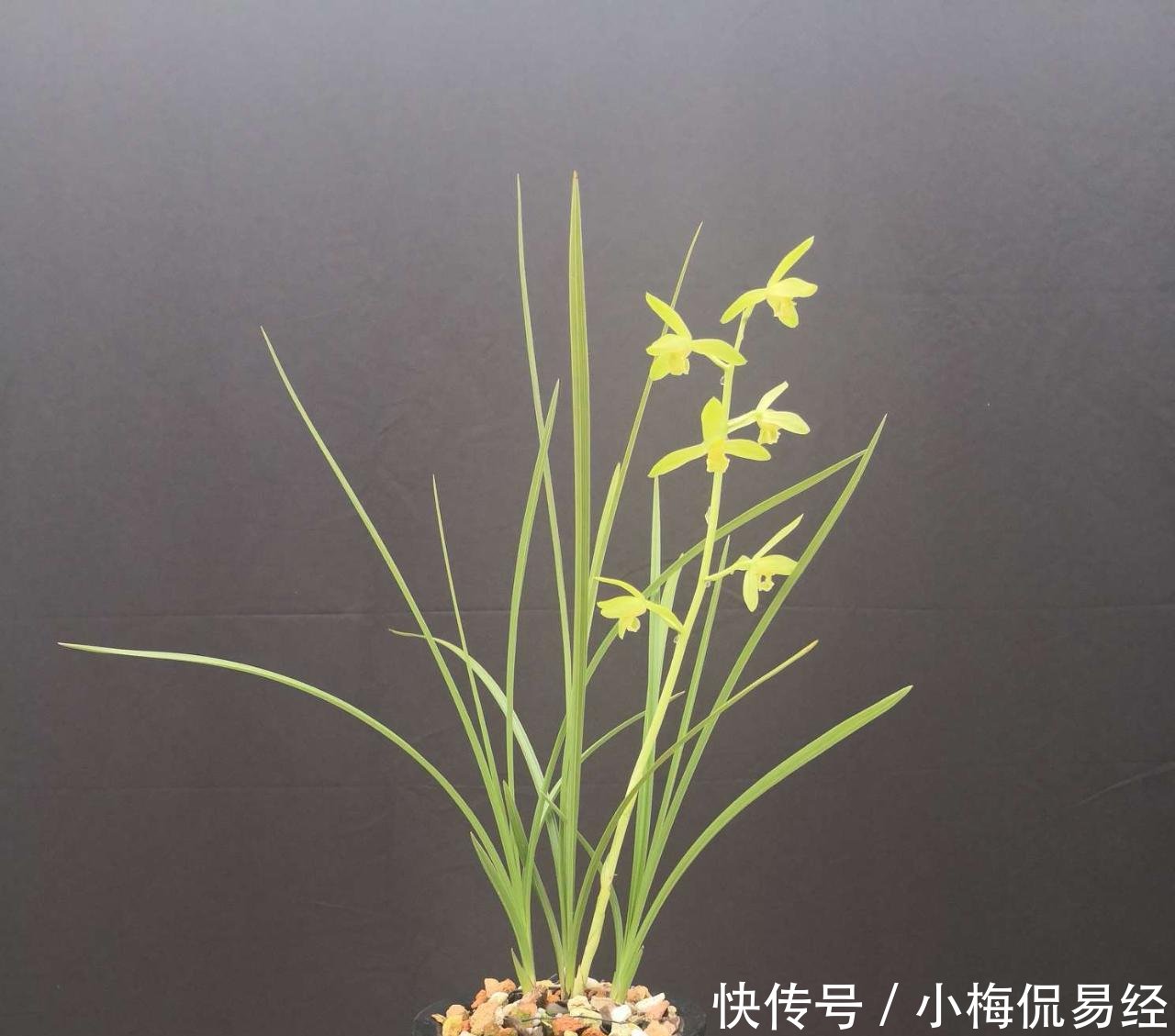 盆景艺术令人着迷，园艺中的珍品盆景的造型令人惊叹不已