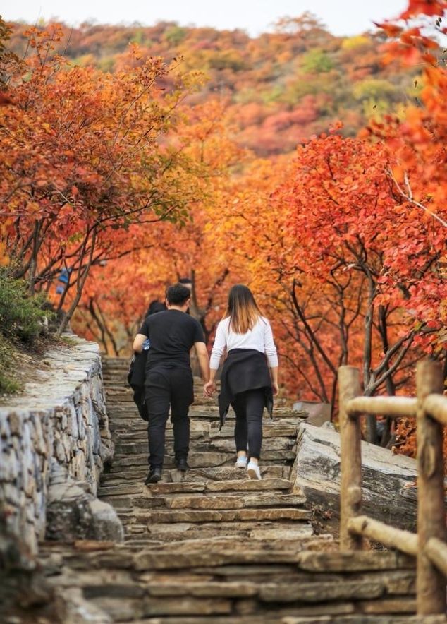 山上即将红叶漫天，山下百种山货齐聚，坡峰岭溜娃赏景一站配齐