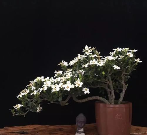 「身价」这六种植物越养越值钱，在家养几年，身价猛涨几倍！你家养了几种