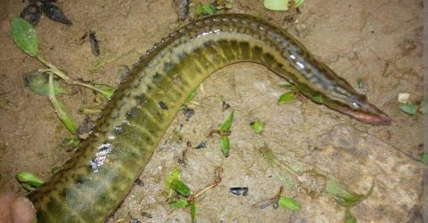  #稻田#在农村，刀鳅鱼以前多没人吃，现在少能卖到60元一斤