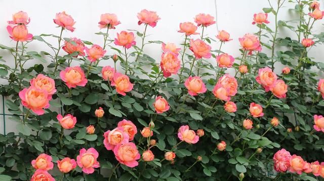  「这款」藤本月季选这款，好看又好养，花期超半年，花量大，南北方都能种
