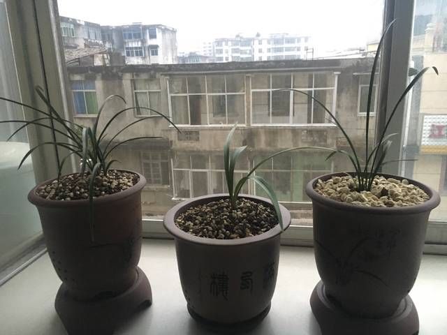  「不烂根」兰花分株上盆技巧和多久浇水安全服盆不烂根的技巧