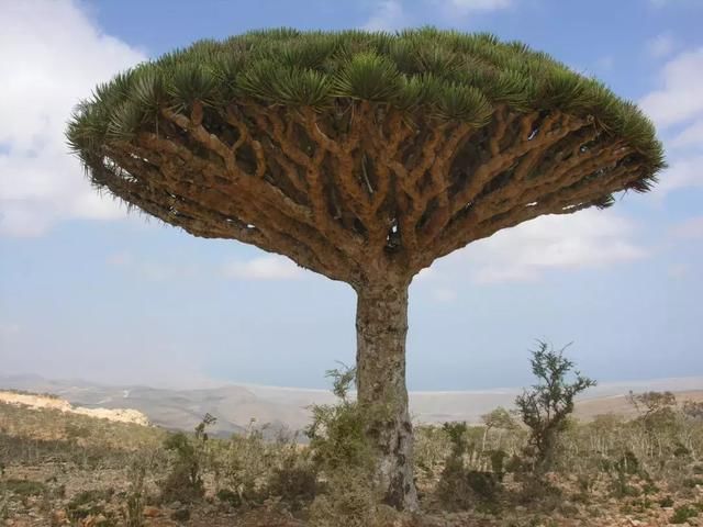 全球最漂亮的树木，大多数在美国，我国也有一棵