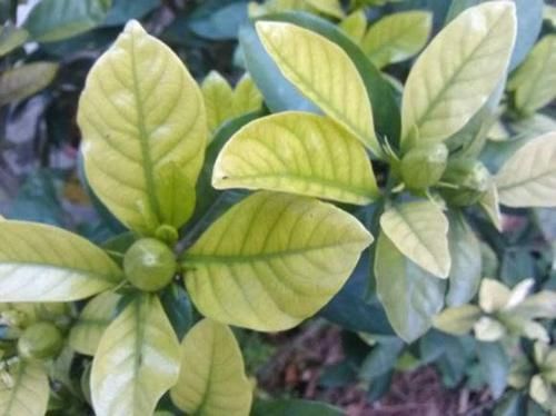 「栀子花」栀子花不开花?怕啥,顺着“暴脾气”,随后爆花苞,一茬又一茬