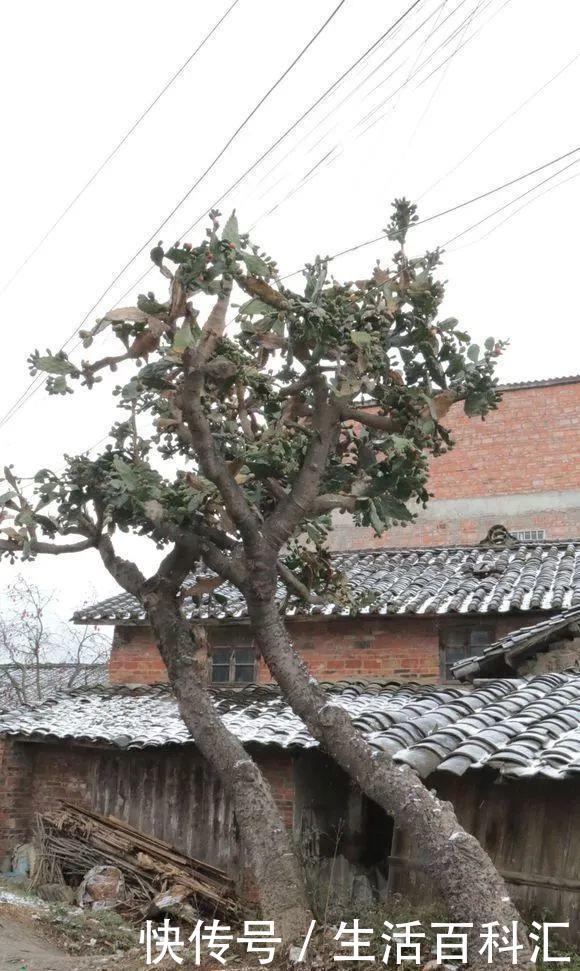 些地方@50年的仙人掌,长成了“老古董”,霸气侧漏,年年开花结果子