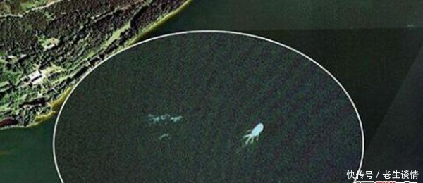 世界上拍到的不明生物图片 t01e0f521bf70a00743.jpg