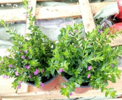 种植@此花盆栽要求低,种植一次可年年赏花,枝叶四季常青长爆盆