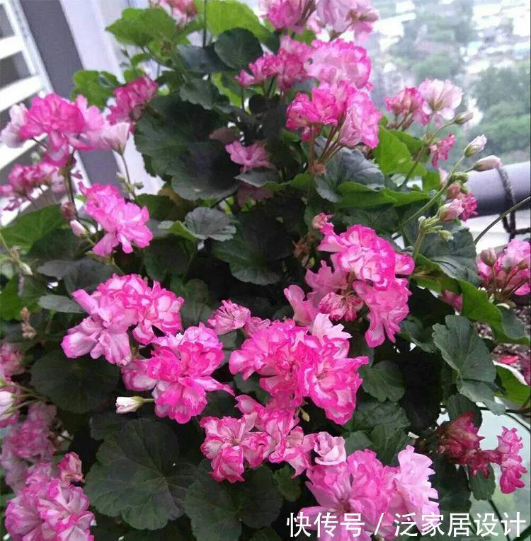 每种■110种天竺葵,每种都超美,看看你认识多少种?