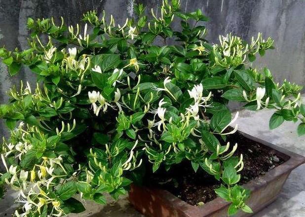  [芳香]养盆栽金银花，有“4点”很重要，开花更多、芳香，长成漂亮老桩