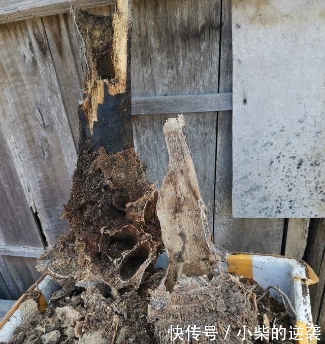  [花钱]农村大哥，专门挖这种土养花，不花钱开花真旺！